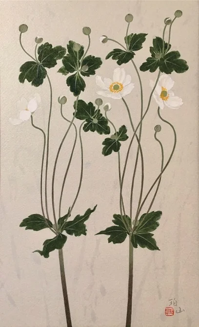 白秋明菊