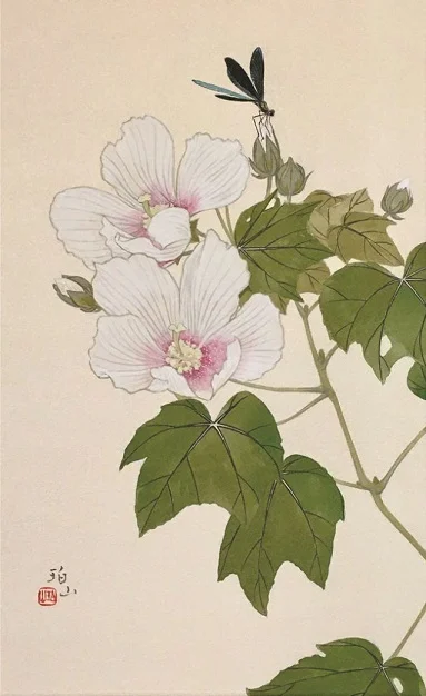 白芙蓉／芙蓉にハグロトンボ